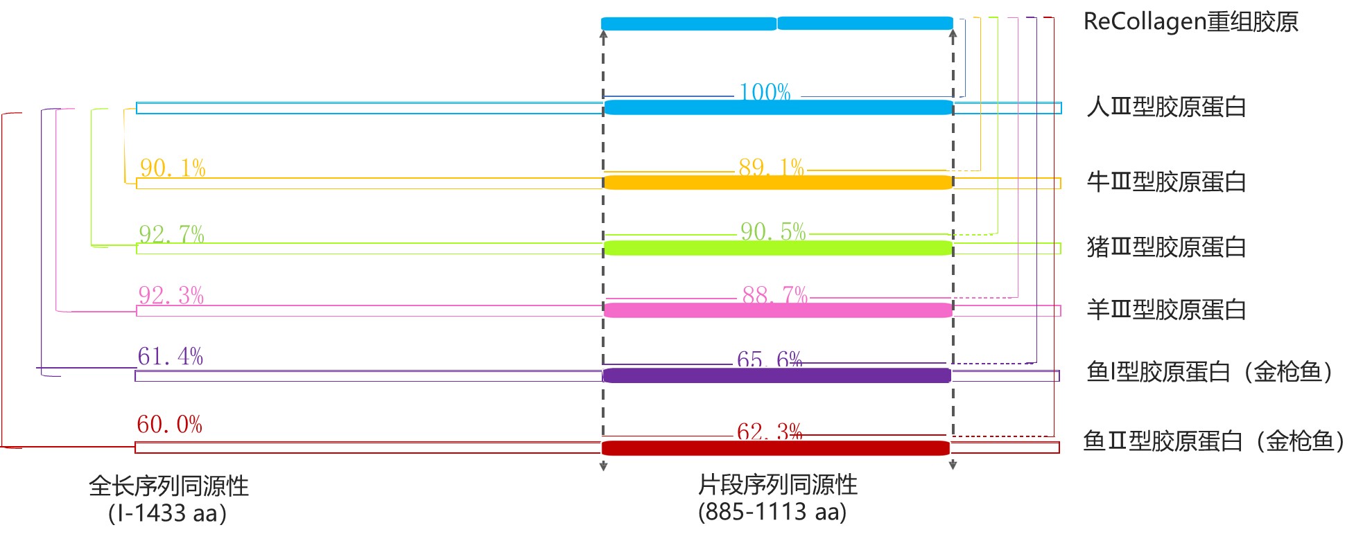 與人膠原序列同源性100%